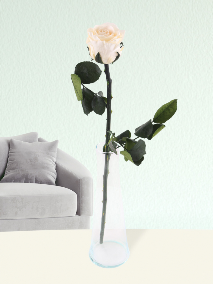 Einzelne cremefarbene, long life | SURPROSE Glassvase inklusive Rose