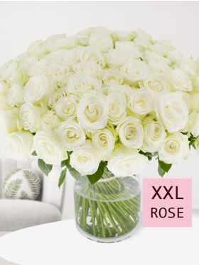 100 Weiße Rosen - Snowstorm