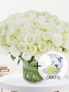 100 Weiße Rosen - Snowstorm