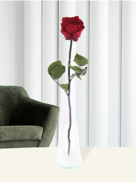 Einzelne bordeauxrote long life Rose inklusive Glasvase