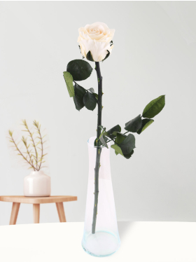 Einzelne cremefarbene long life Rose inklusive Glasvase