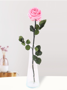 Einzelne Rosa long life Rose inklusive Glasvase