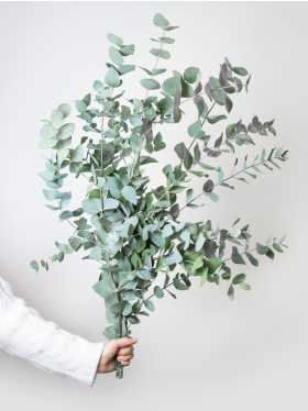 Eukalyptus