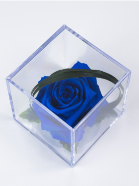 Lang haltbare blaue Rose in Acrylbox