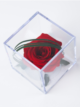 Lang haltbare rote Rose in Acrylbox