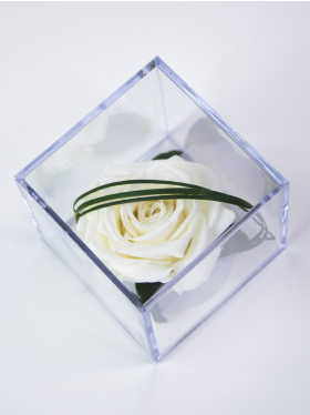 Lang haltbare weiße Rose in Acrylbox