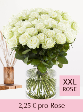 500 bis 1001 Weiße Rosen - Avalanche