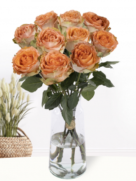 10 Apricot Rosen aus Ecuador