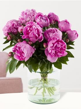 10 Pinke Pfingstrosen