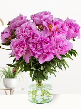 10 Pinke Pfingstrosen