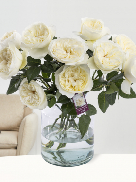 10 Weiße Rosen - David Austin