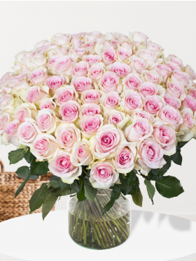 100 Rosa Rosen - Sweet Revival