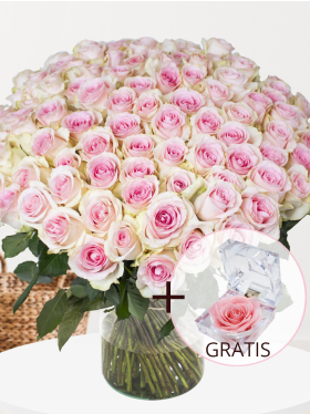 100 Rosa Rosen - Sweet Revival