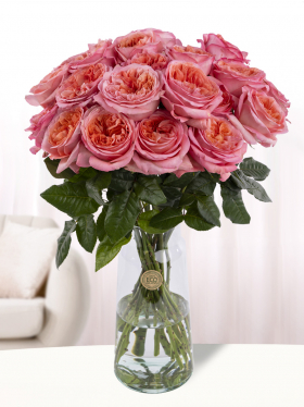 20 Rosa Rosen aus Ecuador