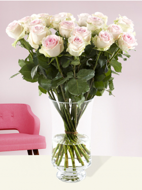 20 Zart-Rosa Rosen - Sweet Revival