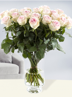30 Zart-Rosa Rosen - Sweet Revival