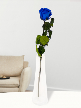 Einzelne Blaue Long Life Rose, inklusive Glasvase