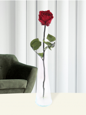 Einzelne bordeauxrote, long life Rose inklusive Glassvase