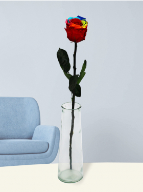 Einzelne long life Regenbogen Rose
