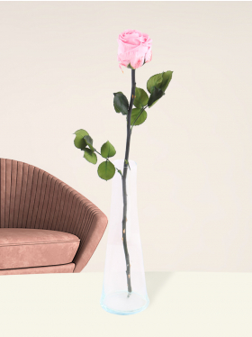 Einzelne rosa, long life Rose inklusive Glassvase