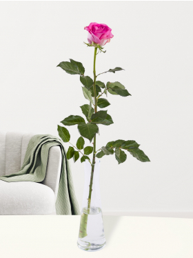 Pinke Rose inklusive Glasvase - Revival
