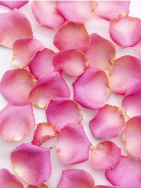 Pinke Rosenblüten