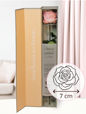 Rosa konservierte Premium Rose in Geschenkbox