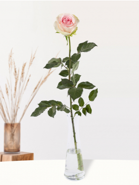 Rosa Rose inklusive Glasvase - Sweet Revival