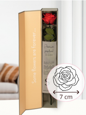 Rote konservierte Premium Rose in Geschenkbox