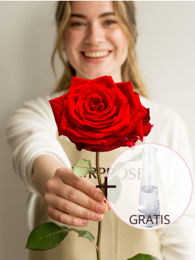 Rote Rose inklusive Glasvase