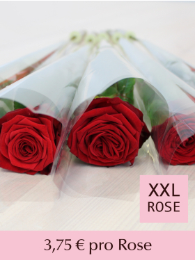 Rote Rosen einzeln verpackt - Red Naomi
