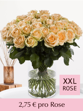 10 bis 99 Apricotfarbene Rosen