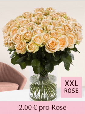 500 bis 1001 Apricotfarbene Rosen