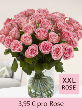 100 bis 500 Pinke Rosen - Sophia Loren