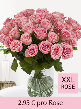 100 bis 500 Rosa Rosen - Sophia Loren