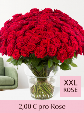 500 bis 1001 Rote Rosen