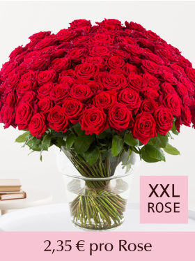 500 bis 1001 Rote Rosen