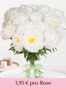 St&uuml;ckzahl Wei&szlig;-Rosa Pfingstrosen