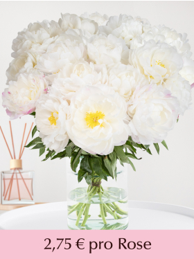St&uuml;ckzahl Wei&szlig;-Rosa Pfingstrosen