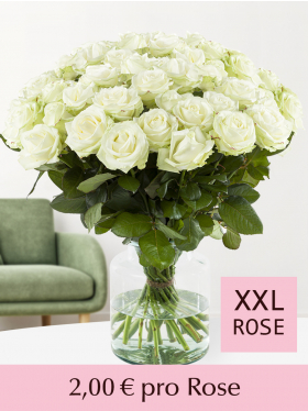 Stückzahl Weiße Rosen - 100 bis 499