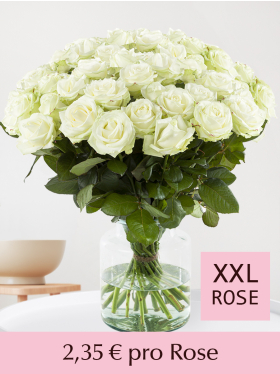 Stückzahl Weiße Rosen - 100 bis 499