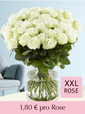 500 bis 1001 Weiße Rosen