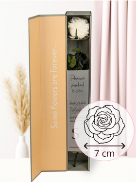 Weiße konservierte Premium Rose in Geschenkbox