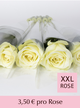 Wei&szlig;e Rosen einzeln verpackt