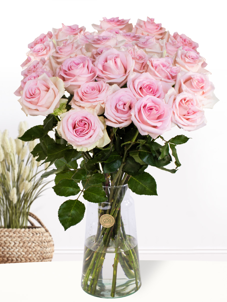 30 Zart-Rosa Rosen - XL Rosen