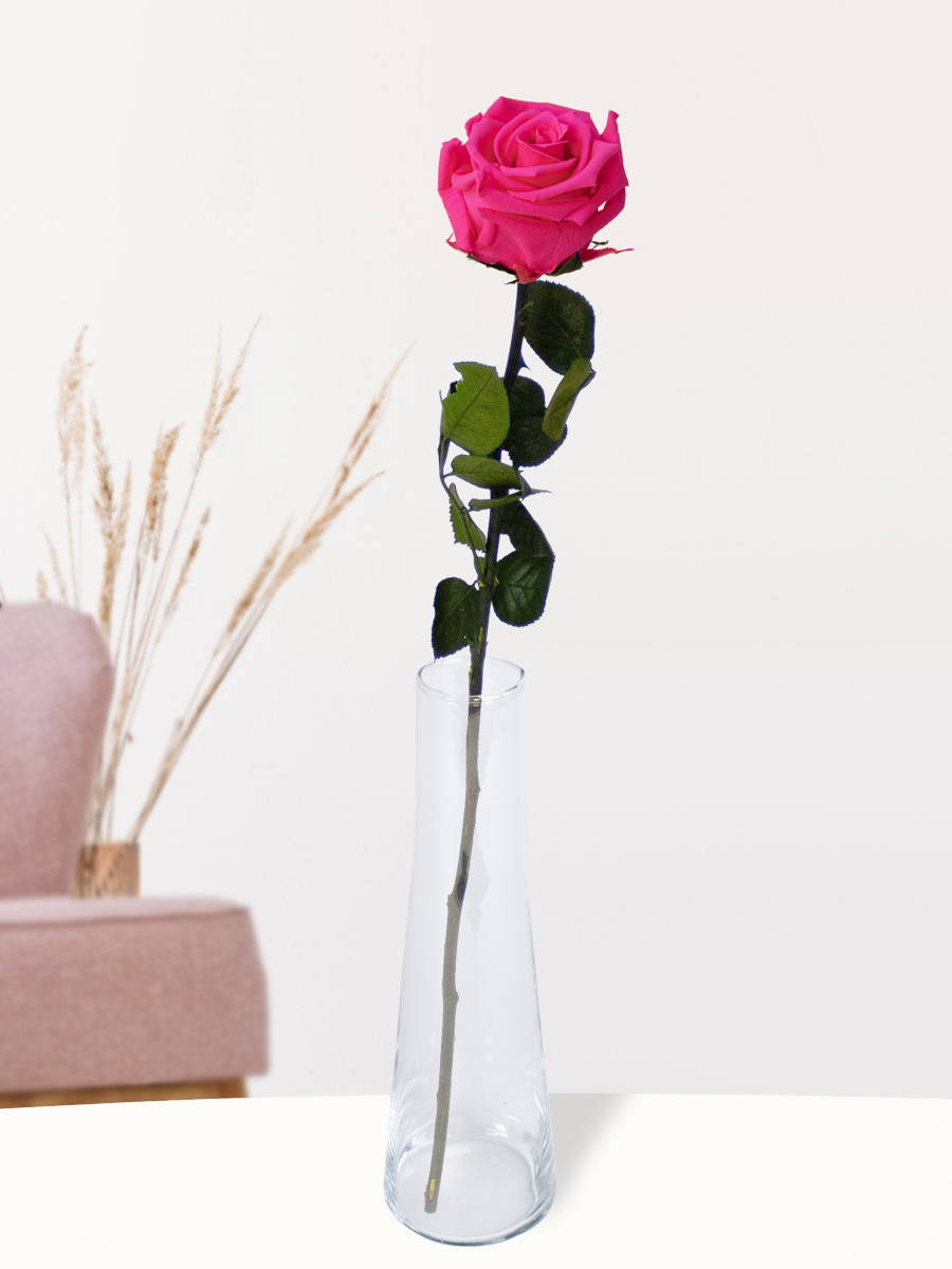 Einzelne pinke, long life Rose inklusive Glasvase