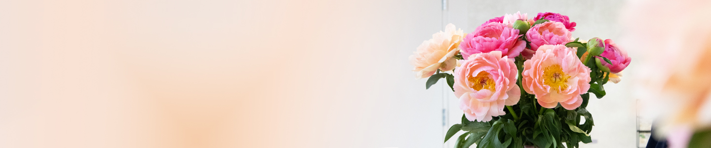 Blühende Pfingstrosen