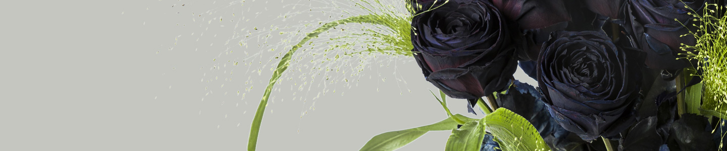 Rosenversand Bielefeld