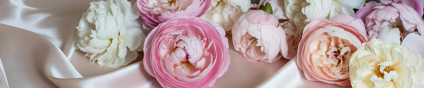 Duftende Pfingstrosen