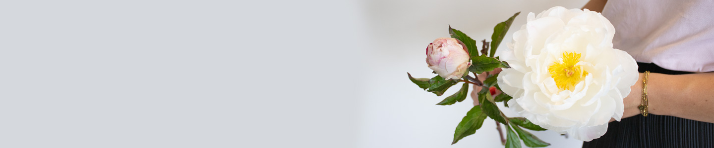 Rosensorte Gardenia Rosensorte Gardenia